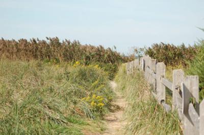 path to the beach