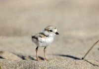 Piping Plover