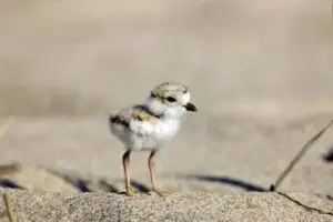 Piping Plover