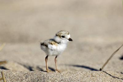 Piping Plover