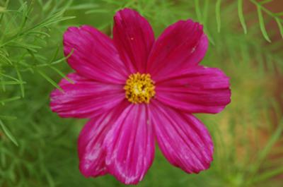 cape cod flower