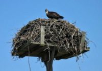 cape cod migration