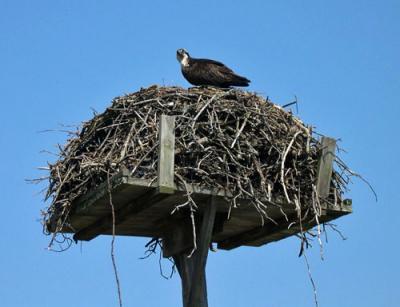 cape cod migration