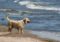 cape cod dog friendly beaches