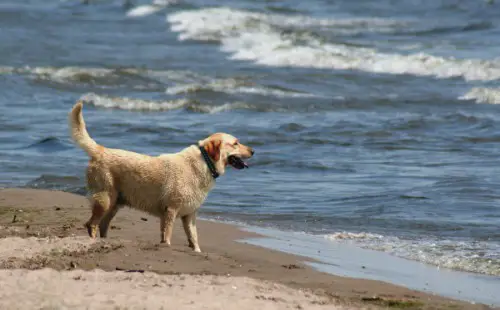 cape cod dog friendly beaches