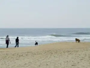 cape cod dog friendly beaches