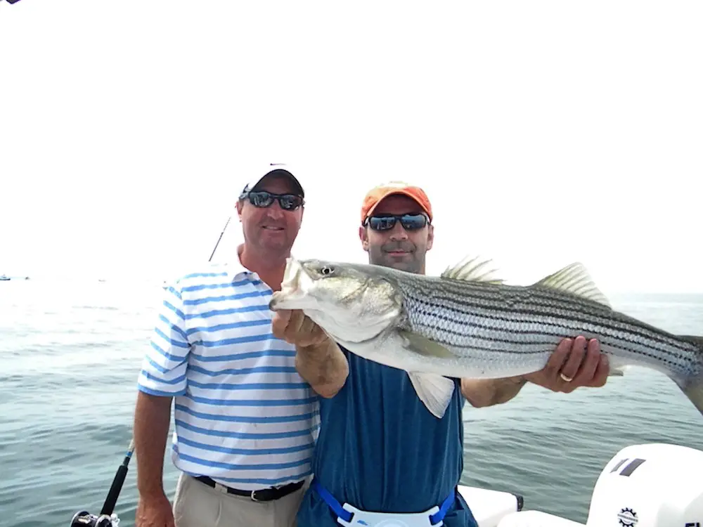 cape cod striper