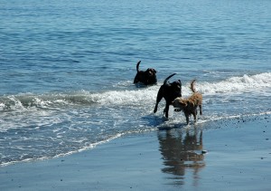 dogs in surf