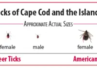 Cape Cod Ticks