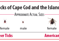 Cape Cod Ticks