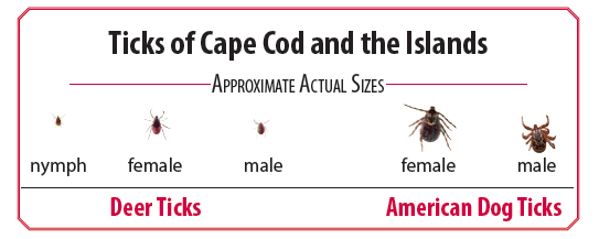 Lyme Disease on Cape Cod 