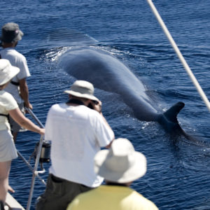 Cape Cod Whale Watching