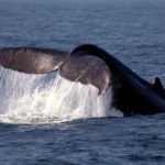 Cape Cod Whale watching