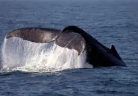 Cape Cod Whale watching