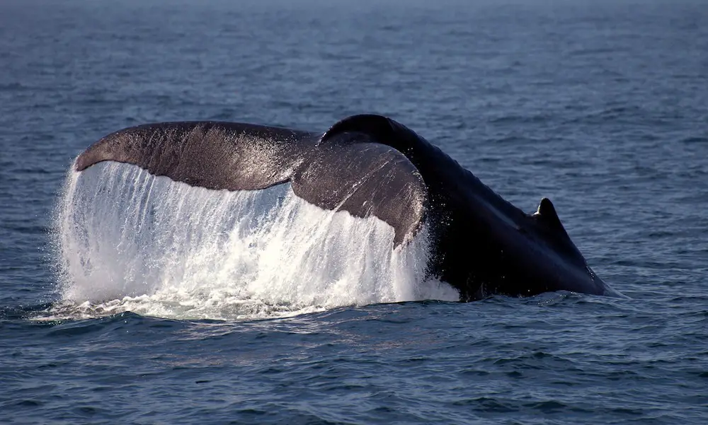 Cape Cod Whale watching