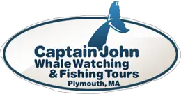 cape cod whale watching