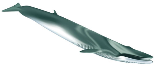 Finback Whale