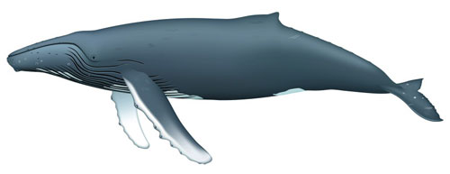 Humpback Whale