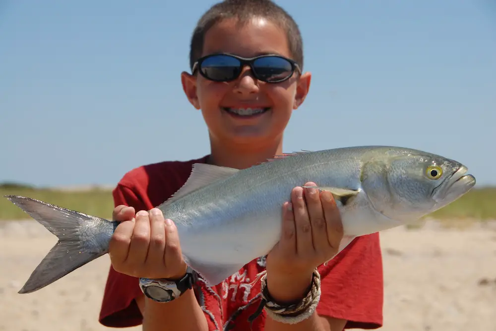 Cape Cod Bluefish