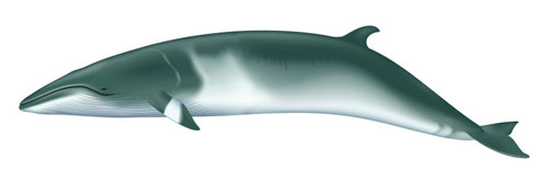 Minke Whale