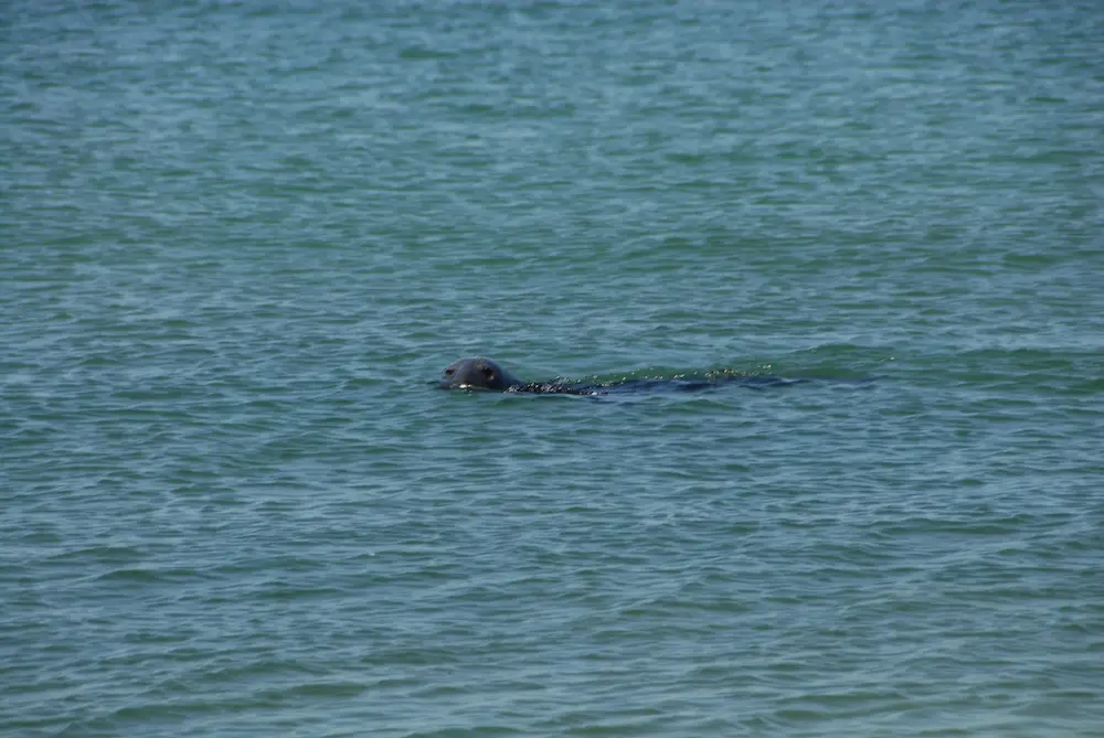 Cape Cod Seal