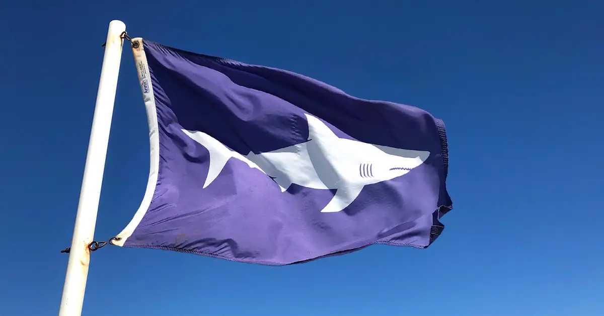A purple Warning flag flies at Nauset Beach in Orleans, MA, warning beachgoers of the presence of sharks in the water.