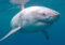 a great white shark swims underwater.