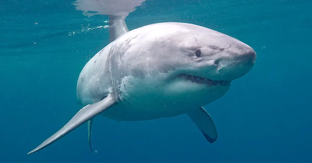 a great white shark swims underwater.